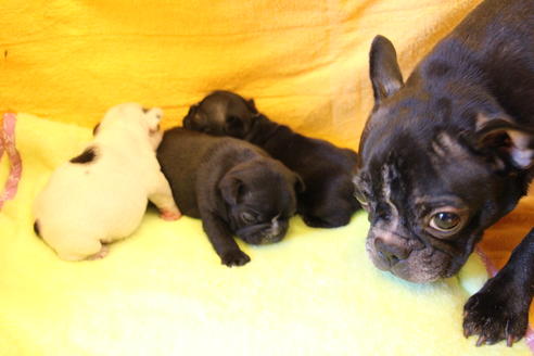 販売中のフレンチブルドッグの親犬