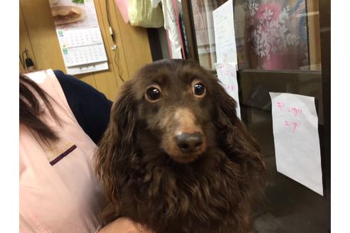 販売中のカニンヘンダックスフンド(ロングヘアード)の親犬