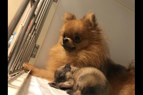 販売中のポメラニアンの親犬