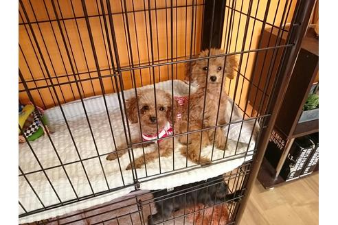 販売中のトイプードルの親犬