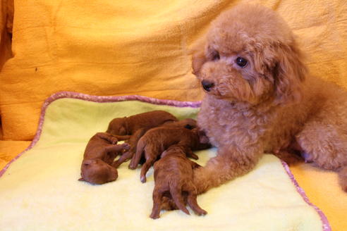 販売中のトイプードルの親犬