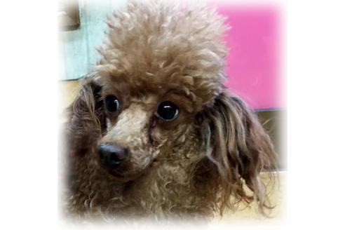 販売中のトイプードルの親犬