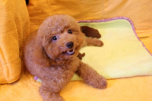 販売中のトイプードルの親犬