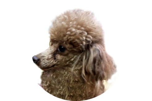 販売中のトイプードルの親犬