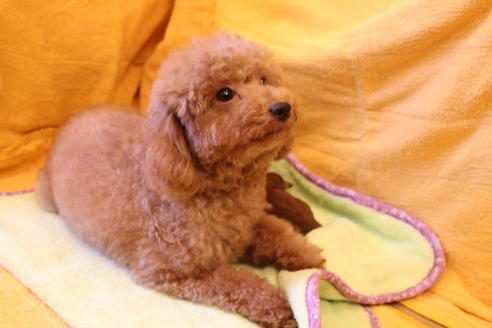 販売中のトイプードルの親犬