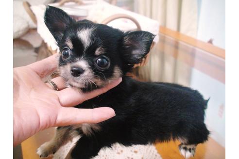 とても小ぶりな両親でとても人懐っこい両親から生まれてきました。

しっかり食べてしっかりと骨太の子に育っています。

ほとんど吠えない鳴かない、おとなしく賢い子です。

両親ともに在舎していますので、見学時にも両親と会っていただけます。

ワクチン１回済

生後、５０日を過ぎましたので、いつでもお引き渡し可能時期となりました。

とっても可愛い子にぜひ一度会いに来てください。

サービス特典としまして、１ヵ月間のペット保険に加入してからお引き渡ししています。

上限１ヶ月で１０万円まで下りる１００％返金保証付きの保険に対応しています。

保険料は一切かかりません。

お引き渡しからの環境が変わった不安な１ヶ月、病気をしたらすぐに動物病院に行かれることをお勧めします。

十分な説明やワンちゃんの飼い方もしっかりとお伝えさせていただいていますので、安心して飼っていただけます。

お気軽にお問い合わせください。

見学同時でお引き取りも可能です。

よろしくお願い致します。