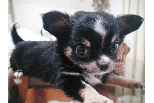 成約済の兵庫県のチワワ-37759の5枚目