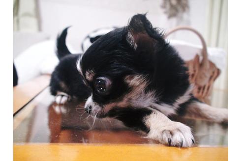 成約済の兵庫県のチワワ-37759の2枚目