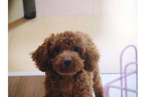 とっても人懐っこい両親から生まれた可愛い男の子です。

ただ今、トイレトレーニング中です。

とっても頑張っています。

８０％成功しています。
ケージの中ではほぼ１００％です。

人が大好きで人のそばにいるのを好みます。

抱っこされるとずっと大人しくしていてやがて寝てしまいます。

ワクチンも２回済みましたので、いつからでもお散歩に行けます。

見学同時お引き取りに応じられます。

見学だけでも大丈夫！

ぜひ、一度、お問い合わせください。

両親ともに在舎していますので、小ぶりな両親にも会っていただけます。

サービス特典として１００％返金保証サービス付きのペット保険に１ヵ月間加入してからお引き渡ししています。

環境の変わる大事な１ヵ月間、不安な気持ちも解消されます。

病気かもしれないと思ったらすぐに動物病院に行かれることをお勧めしています。