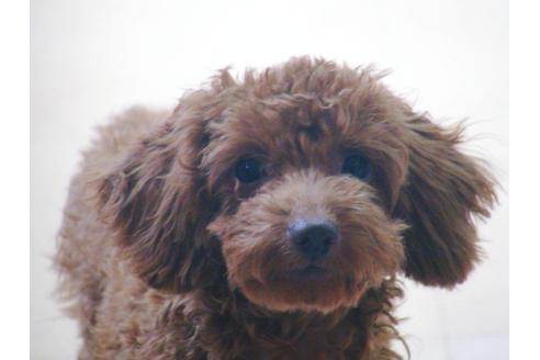 成約済の兵庫県のトイプードル-37762の2枚目