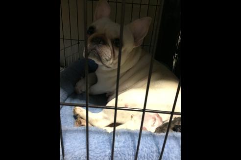 販売中のフレンチブルドッグの親犬