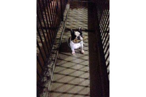 販売中のフレンチブルドッグの親犬