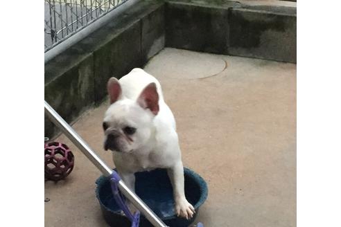 販売中のフレンチブルドッグの親犬