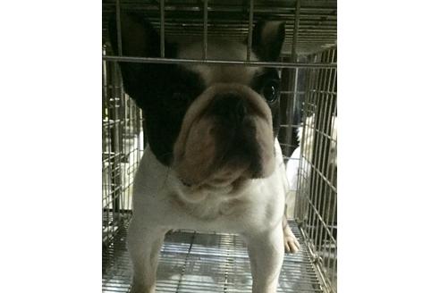 販売中のフレンチブルドッグの親犬
