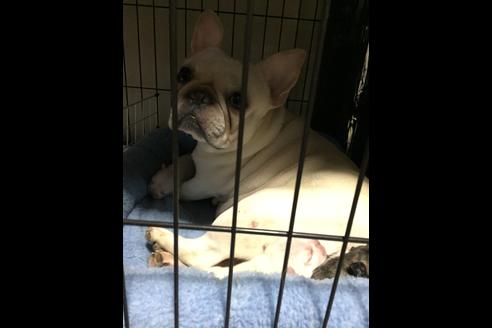 販売中のフレンチブルドッグの親犬