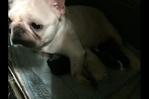 販売中のフレンチブルドッグの親犬
