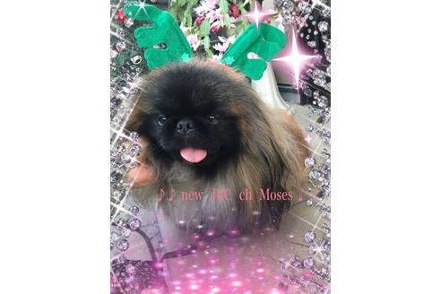 販売中のペキニーズの親犬