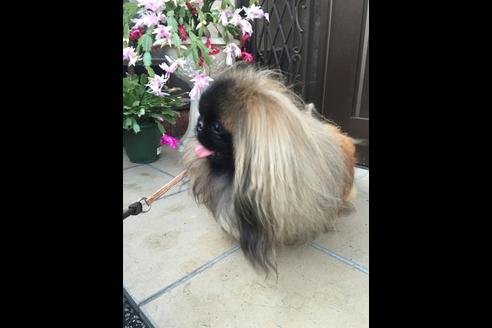 販売中のペキニーズの親犬