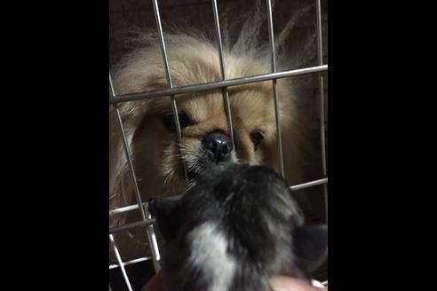 販売中のペキニーズの親犬