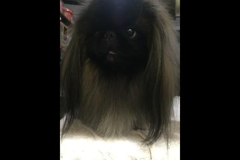 販売中のペキニーズの親犬