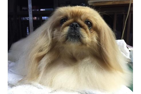 販売中のペキニーズの親犬