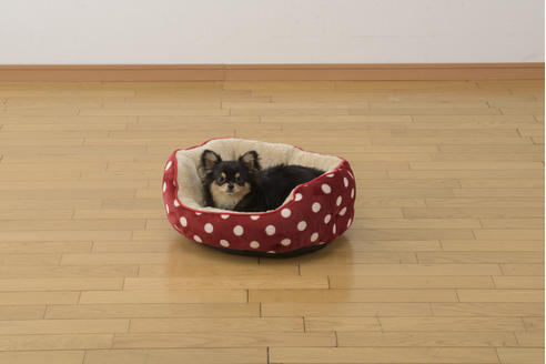 販売中のチワワ(ロングコート)の親犬