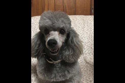 販売中のトイプードルの親犬