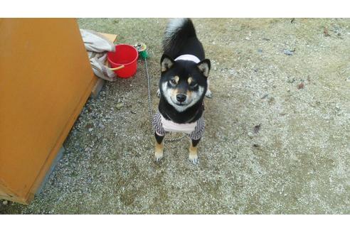 販売中の豆柴の親犬