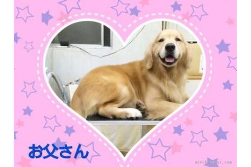 販売中のゴールデンレトリーバーの親犬