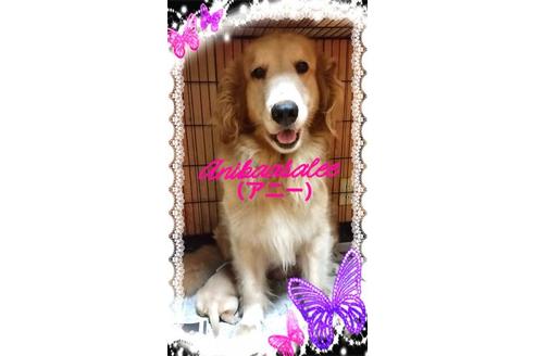 販売中のゴールデンレトリーバーの親犬