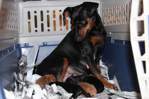 販売中のミニチュアピンシャー(ミニピン)の親犬