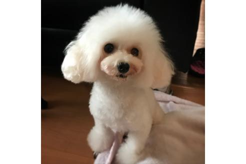 販売中のトイプードルの親犬