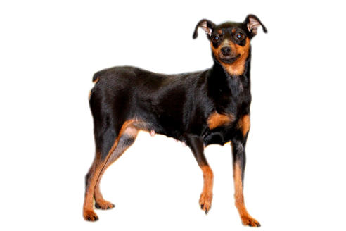 販売中のミニチュアピンシャー(ミニピン)の親犬