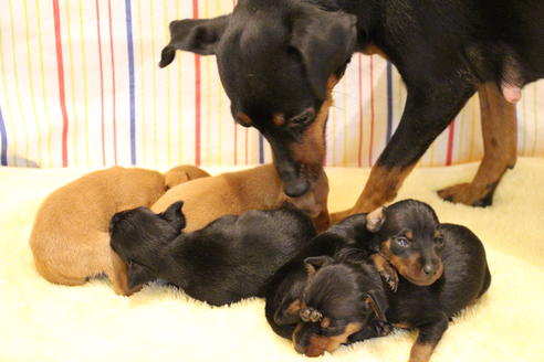 販売中のミニチュアピンシャー(ミニピン)の親犬