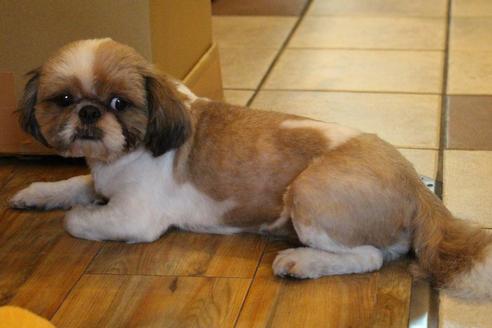 販売中のシーズーの親犬