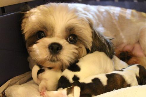 販売中のシーズーの親犬