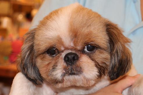 販売中のシーズーの親犬