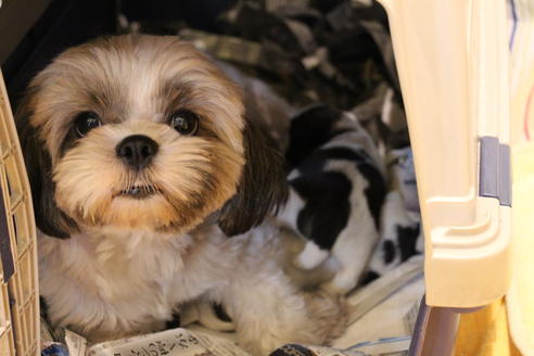 販売中のシーズーの親犬