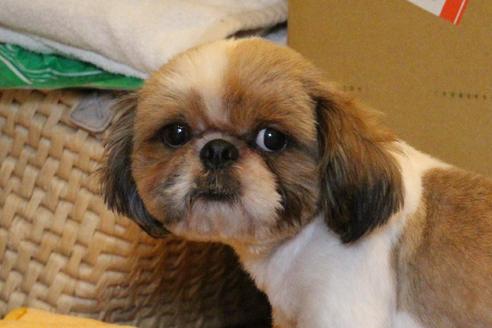 販売中のシーズーの親犬