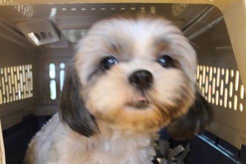 販売中のシーズーの親犬