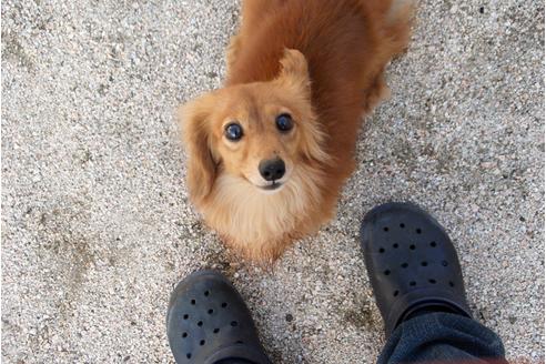 販売中のカニンヘンダックスフンドの親犬