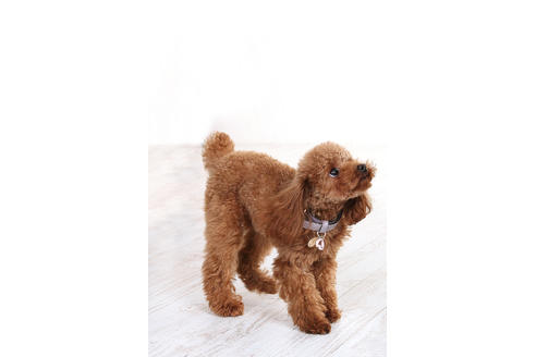販売中のティーカッププードルの親犬