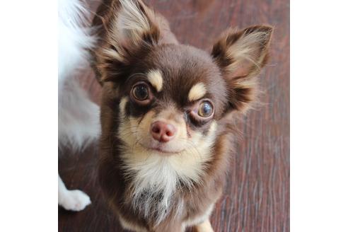 販売中のチワワ(ロングコート)の親犬