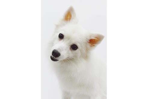 販売中の日本スピッツの親犬