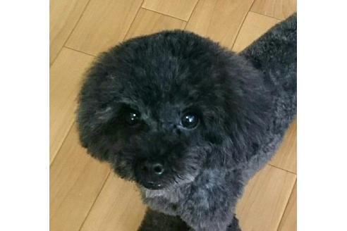 販売中のトイプードルの親犬