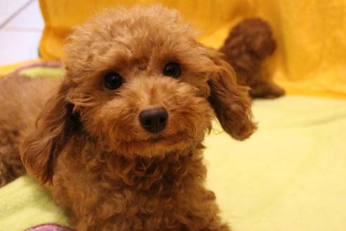 販売中のトイプードルの親犬