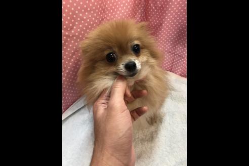 販売中のポメラニアンの親犬