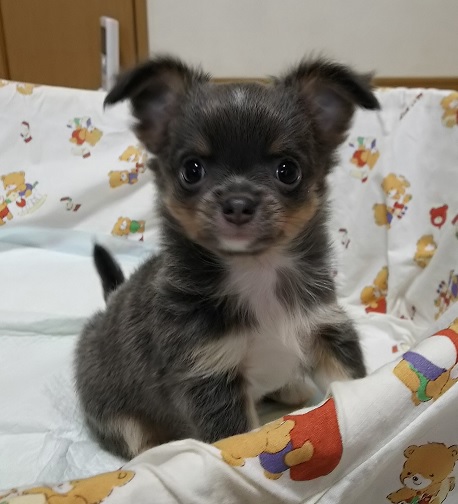 大久保ブリーダー