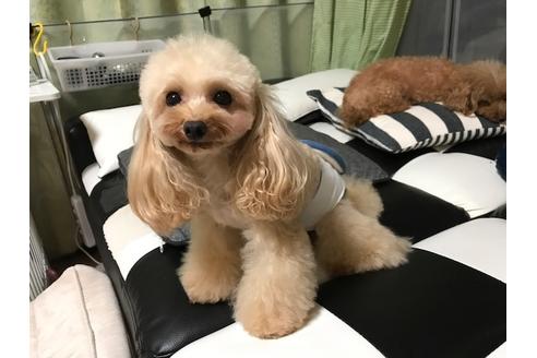 販売中のトイプードルの親犬