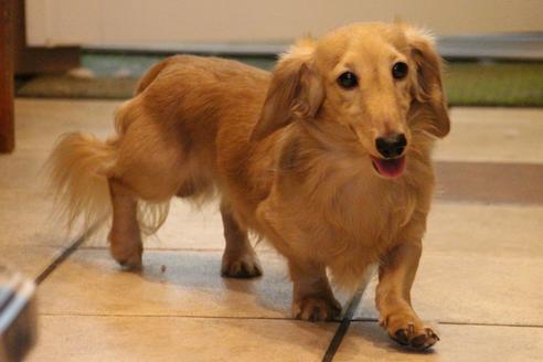 販売中のカニンヘンダックスフンド(ロングヘアード)の親犬